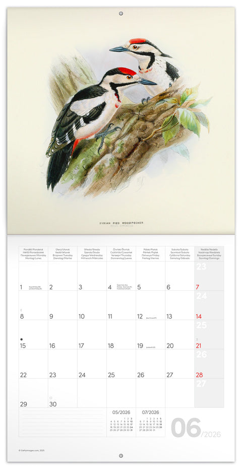 Broschürenkalender Vögelchen 2026, 30 x 30 cm