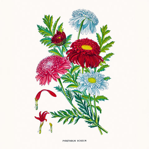 Broschürenkalender Herbarium 2026, 30 x 30 cm