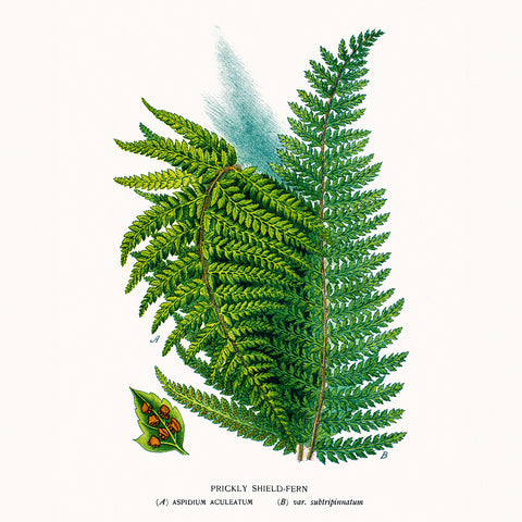 Broschürenkalender Herbarium 2026, 30 x 30 cm