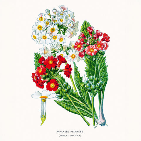 Broschürenkalender Herbarium 2026, 30 x 30 cm