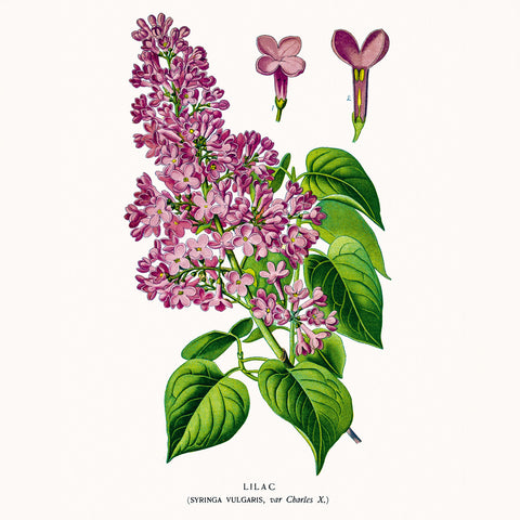 Broschürenkalender Herbarium 2026, 30 x 30 cm