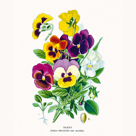 Broschürenkalender Herbarium 2026, 30 x 30 cm