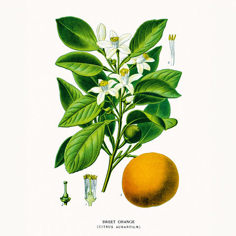 Broschürenkalender Herbarium 2026, 30 x 30 cm