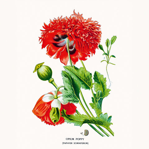 Broschürenkalender Herbarium 2026, 30 x 30 cm