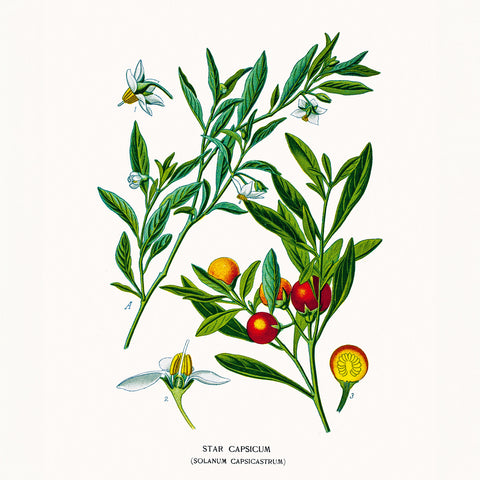 Broschürenkalender Herbarium 2026, 30 x 30 cm