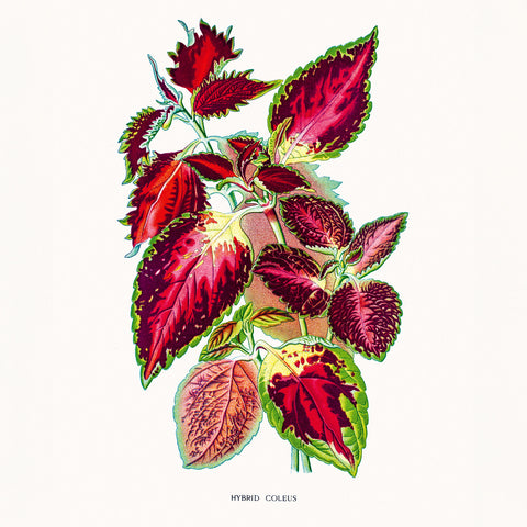 Broschürenkalender Herbarium 2026, 30 x 30 cm