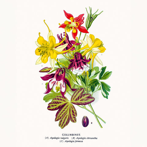 Broschürenkalender Herbarium 2026, 30 x 30 cm