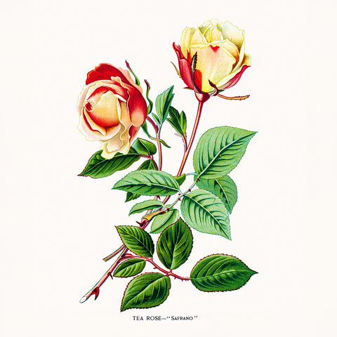 Broschürenkalender Herbarium 2026, 30 x 30 cm