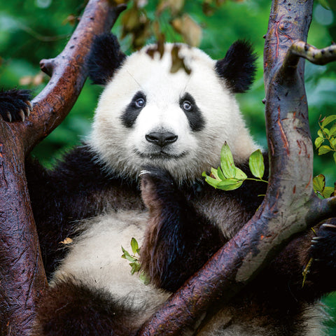 Broschürenkalender Pandas 2026, 30 x 30 cm