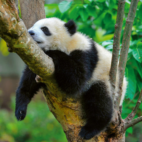 Broschürenkalender Pandas 2026, 30 x 30 cm