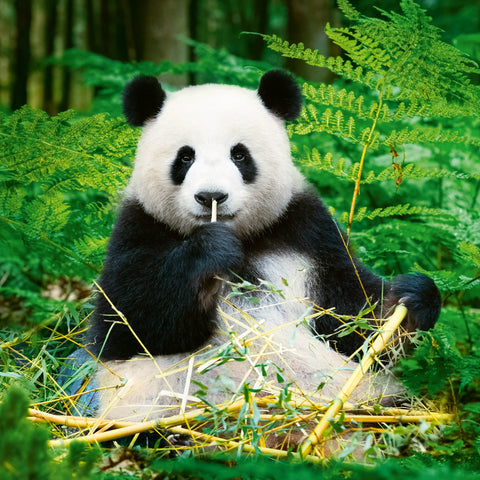 Broschürenkalender Pandas 2026, 30 x 30 cm