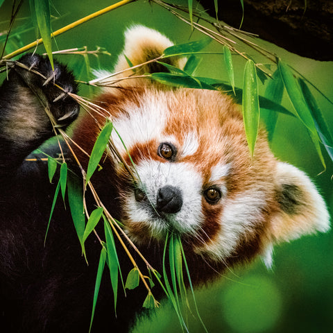 Broschürenkalender Pandas 2026, 30 x 30 cm