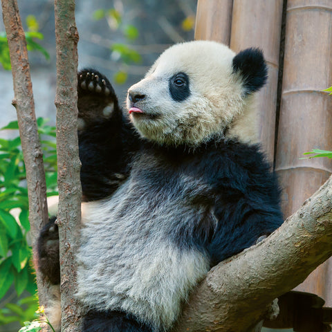 Broschürenkalender Pandas 2026, 30 x 30 cm