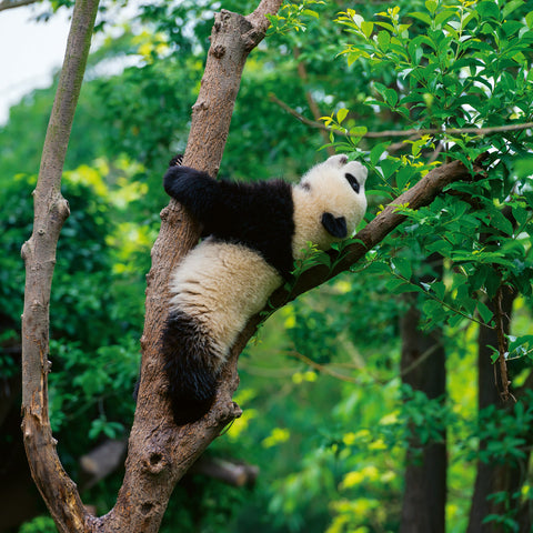 Broschürenkalender Pandas 2026, 30 x 30 cm