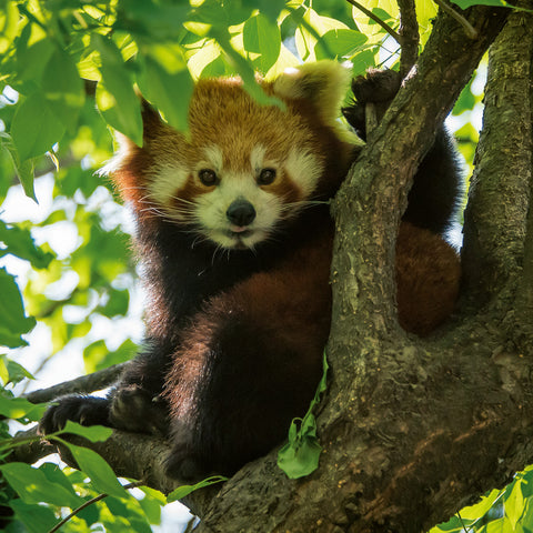 Broschürenkalender Pandas 2026, 30 x 30 cm