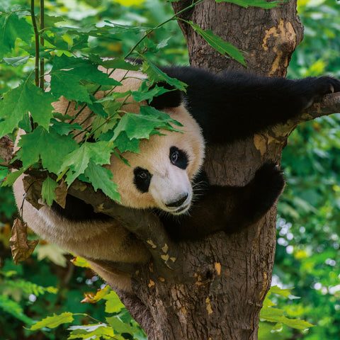 Broschürenkalender Pandas 2026, 30 x 30 cm