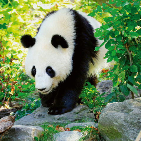 Broschürenkalender Pandas 2026, 30 x 30 cm