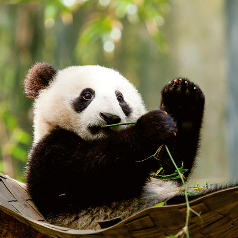 Broschürenkalender Pandas 2026, 30 x 30 cm