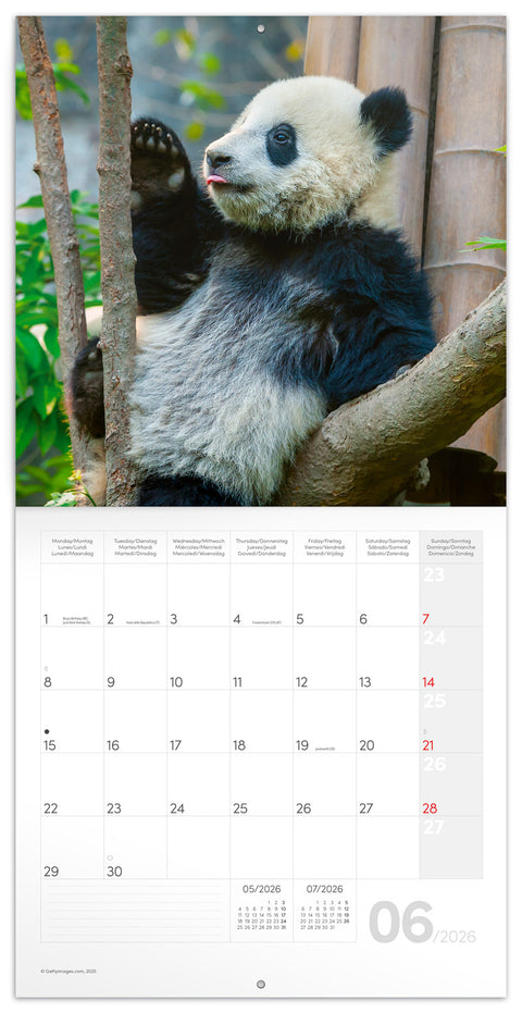 Broschürenkalender Pandas 2026, 30 x 30 cm