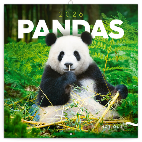 Broschürenkalender Pandas 2026, 30 x 30 cm