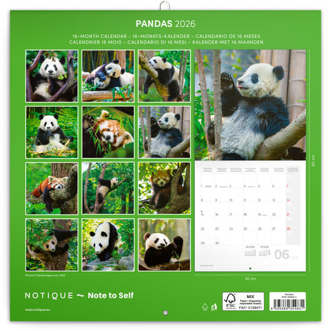 Broschürenkalender Pandas 2026, 30 x 30 cm