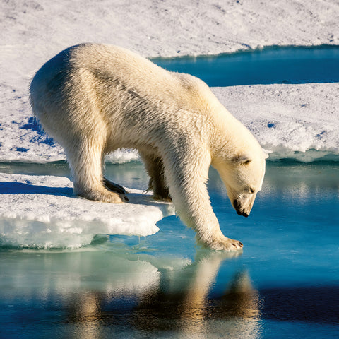 Broschürenkalender Wilde Tiere 2026, 30 x 30 cm