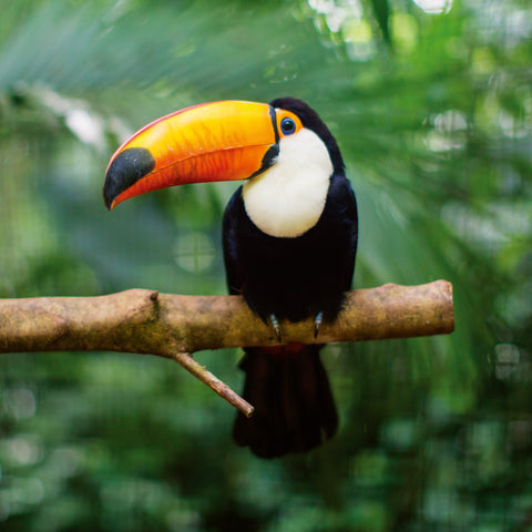 Broschürenkalender Wilde Tiere 2026, 30 x 30 cm