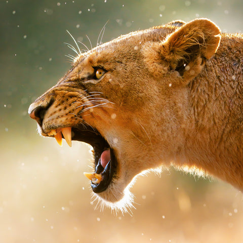 Broschürenkalender Wilde Tiere 2026, 30 x 30 cm