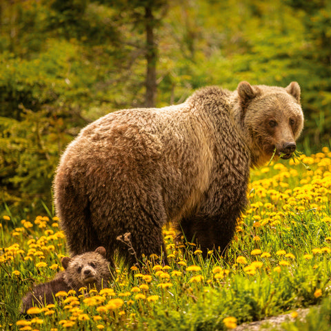 Broschürenkalender Wilde Tiere 2026, 30 x 30 cm