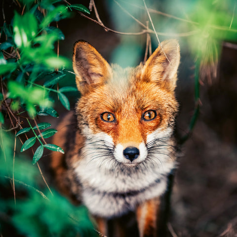 Broschürenkalender Wilde Tiere 2026, 30 x 30 cm