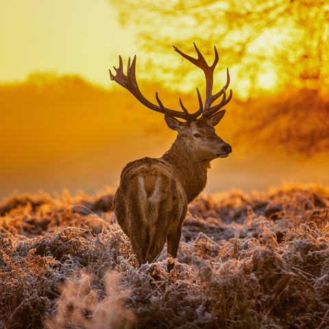 Broschürenkalender Wilde Tiere 2026, 30 x 30 cm