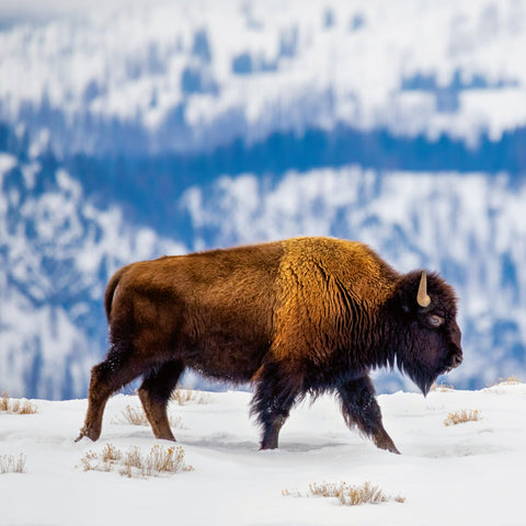 Broschürenkalender Wilde Tiere 2026, 30 x 30 cm