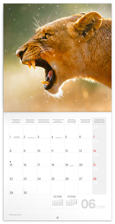 Broschürenkalender Wilde Tiere 2026, 30 x 30 cm