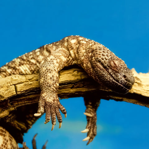 Broschürenkalender Echsen 2026, 30 x 30 cm