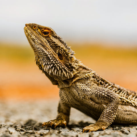 Broschürenkalender Echsen 2026, 30 x 30 cm