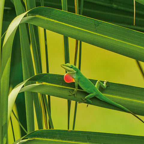 Broschürenkalender Echsen 2026, 30 x 30 cm