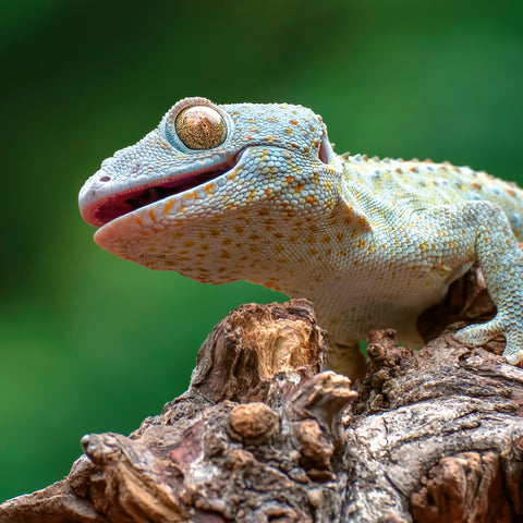 Broschürenkalender Echsen 2026, 30 x 30 cm