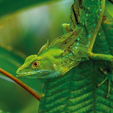 Broschürenkalender Echsen 2026, 30 x 30 cm