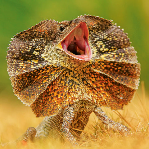 Broschürenkalender Echsen 2026, 30 x 30 cm