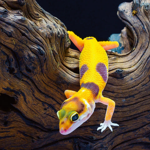 Broschürenkalender Echsen 2026, 30 x 30 cm