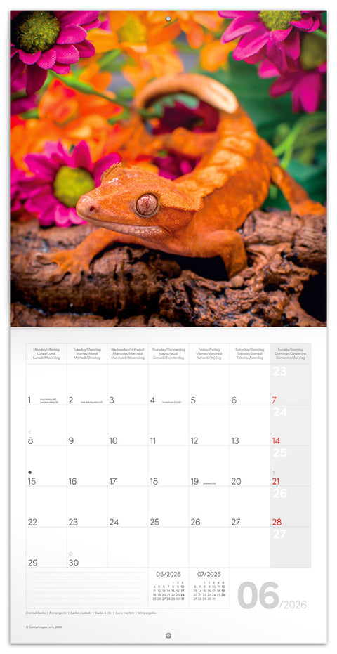 Broschürenkalender Echsen 2026, 30 x 30 cm