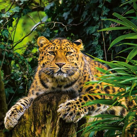 Broschürenkalender Gefährdete Arten 2026, 30 x 30 cm