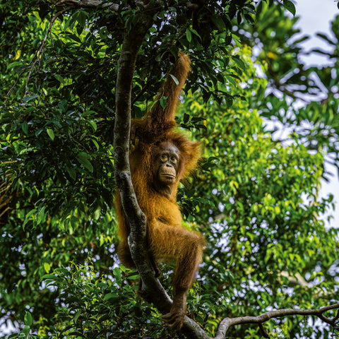 Broschürenkalender Gefährdete Arten 2026, 30 x 30 cm