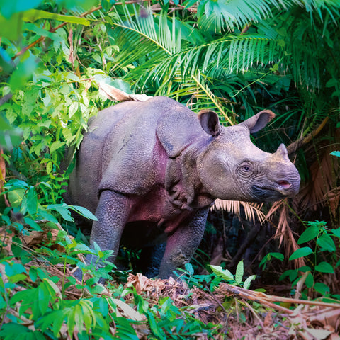 Broschürenkalender Gefährdete Arten 2026, 30 x 30 cm