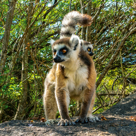 Broschürenkalender Gefährdete Arten 2026, 30 x 30 cm