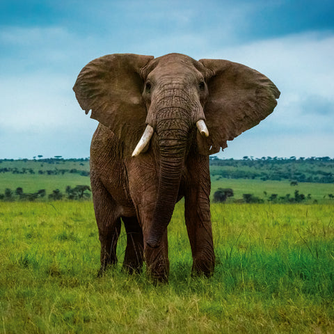 Broschürenkalender Gefährdete Arten 2026, 30 x 30 cm