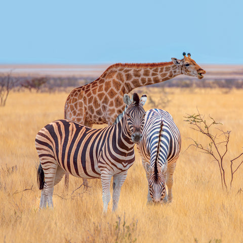 Broschürenkalender Wild Animals 2027, 30 x 30 cm