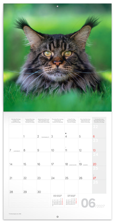 Broschürenkalender Cats 2027, 30 x 30 cm