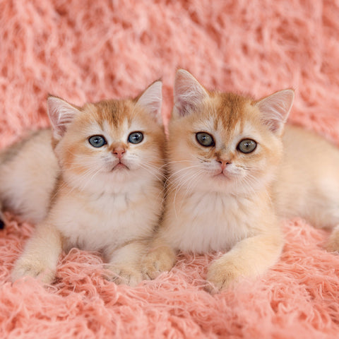 Broschürenkalender Kittens 2027, 30 x 30 cm