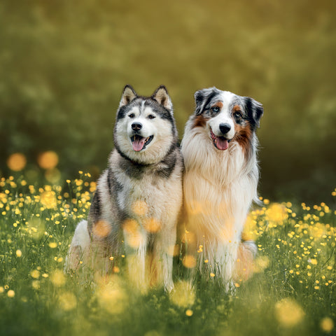 Broschürenkalender Dogs 2027, 30 x 30 cm